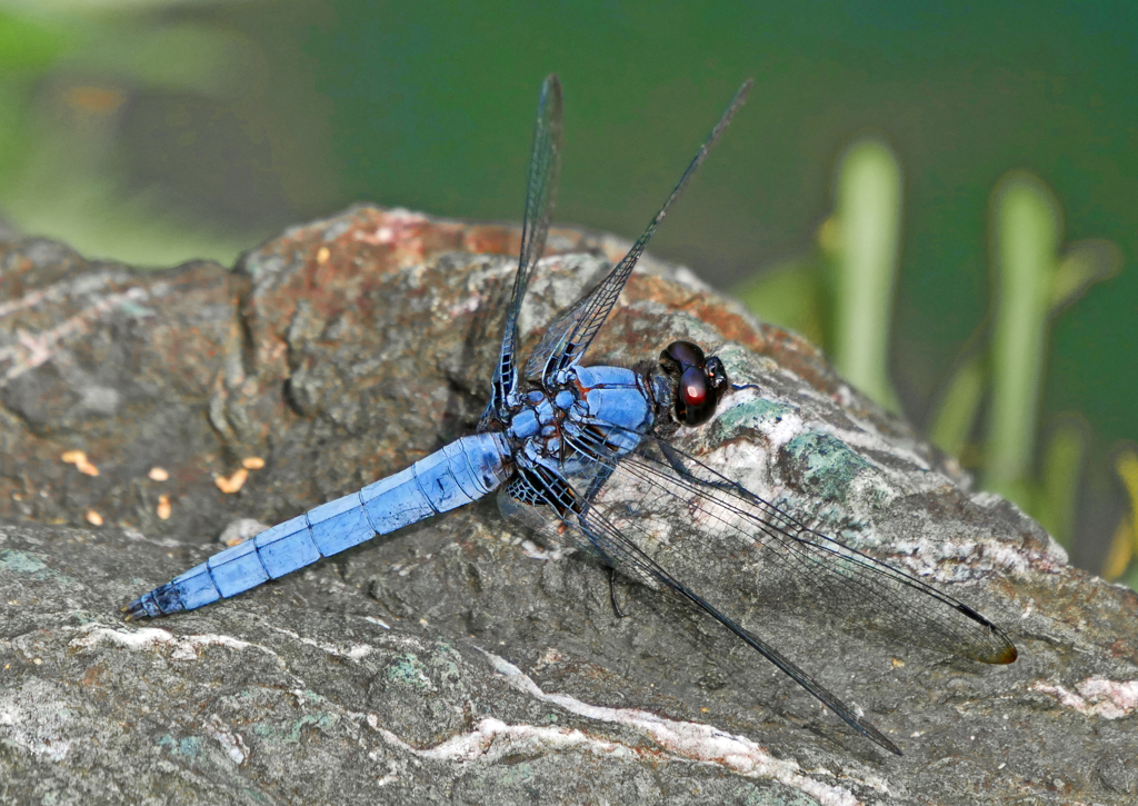 オオシオカラトンボ　P1570939zz