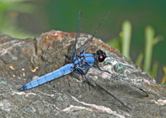 オオシオカラトンボ　P1570939zz