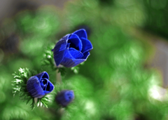 F1.2レンズで写してみました　IMGP0573zzz