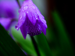 昨夜の雨　P1200799zz