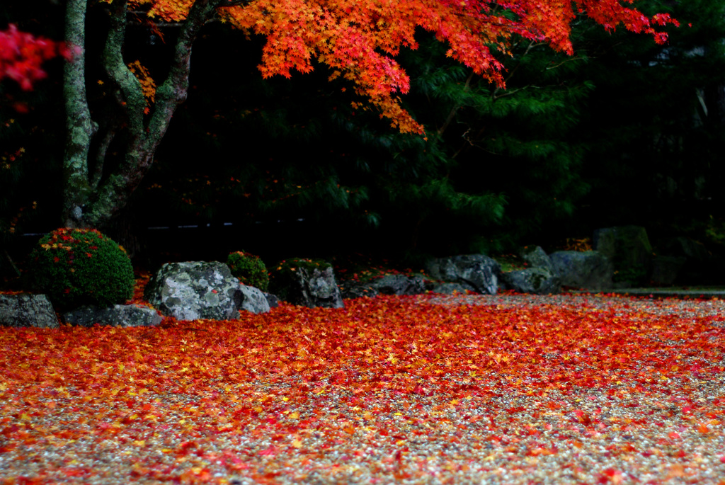 チリヌルヲ　IMGP0178zz