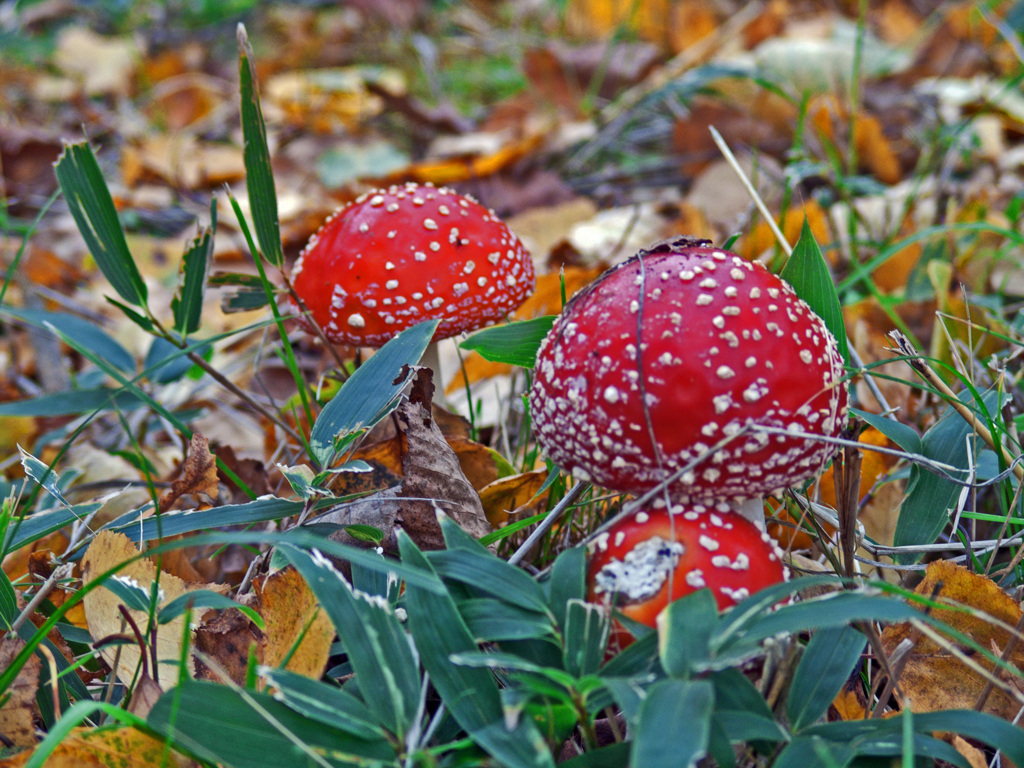 ここに小人さんは居るのかな？　DSC07085x