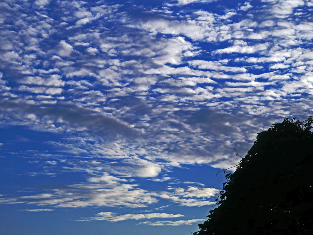 朝の散歩で見た秋空　P1390031zz