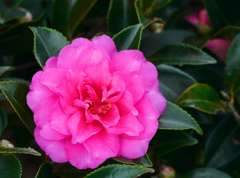 赤い山茶花　P1800421zz