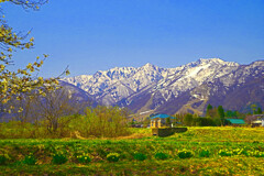 白馬春景　IMGP2423zz