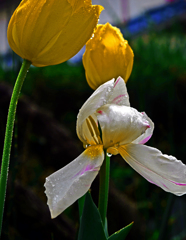 終焉の時　P1140160zz