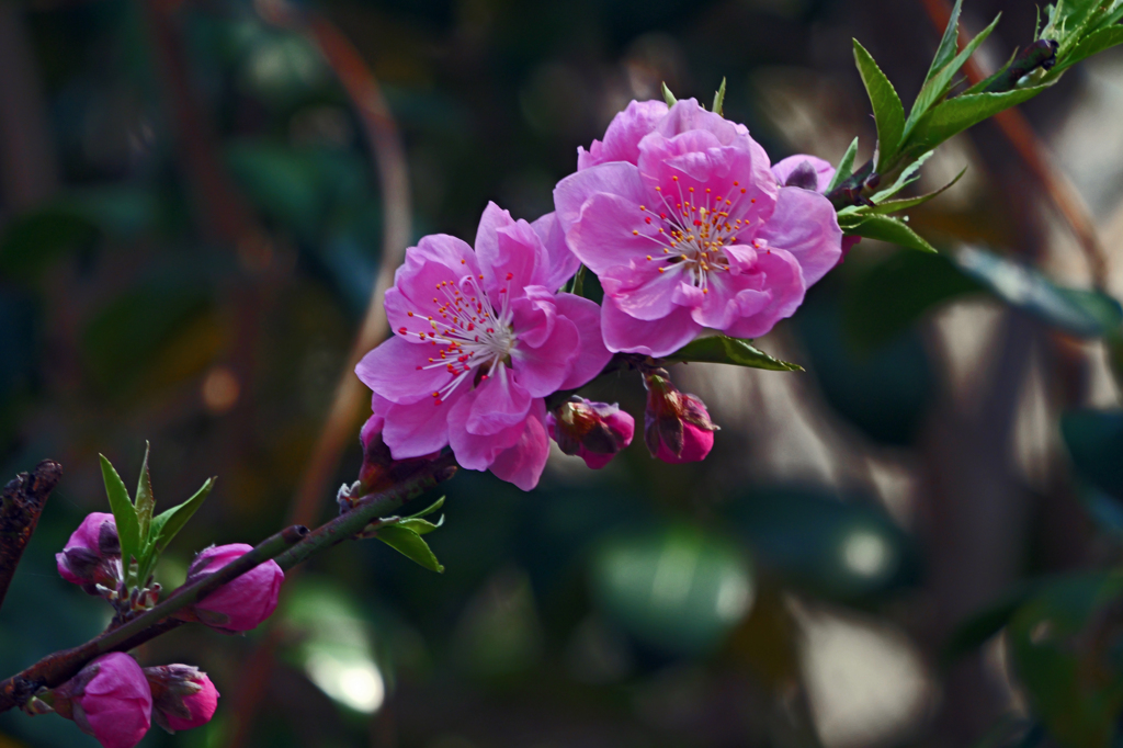 花桃が咲いた　P1061583zz