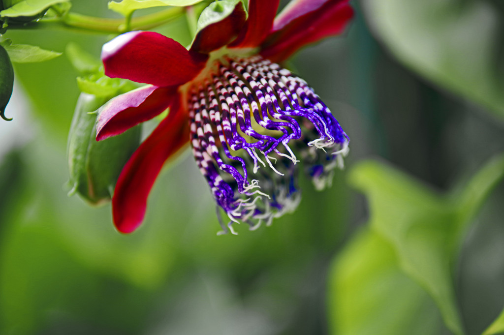 時計草　IMGP3511zz