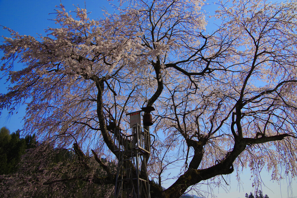 桜と火の見櫓がある風景　IMGP2517zz