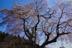 桜と火の見櫓がある風景　IMGP2517zz