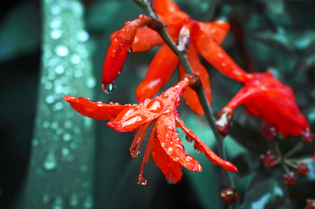 雨に咲く花 其の弐　P1410629zz