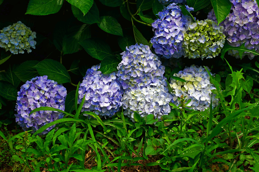 たわわに咲く花　P1180741zz
