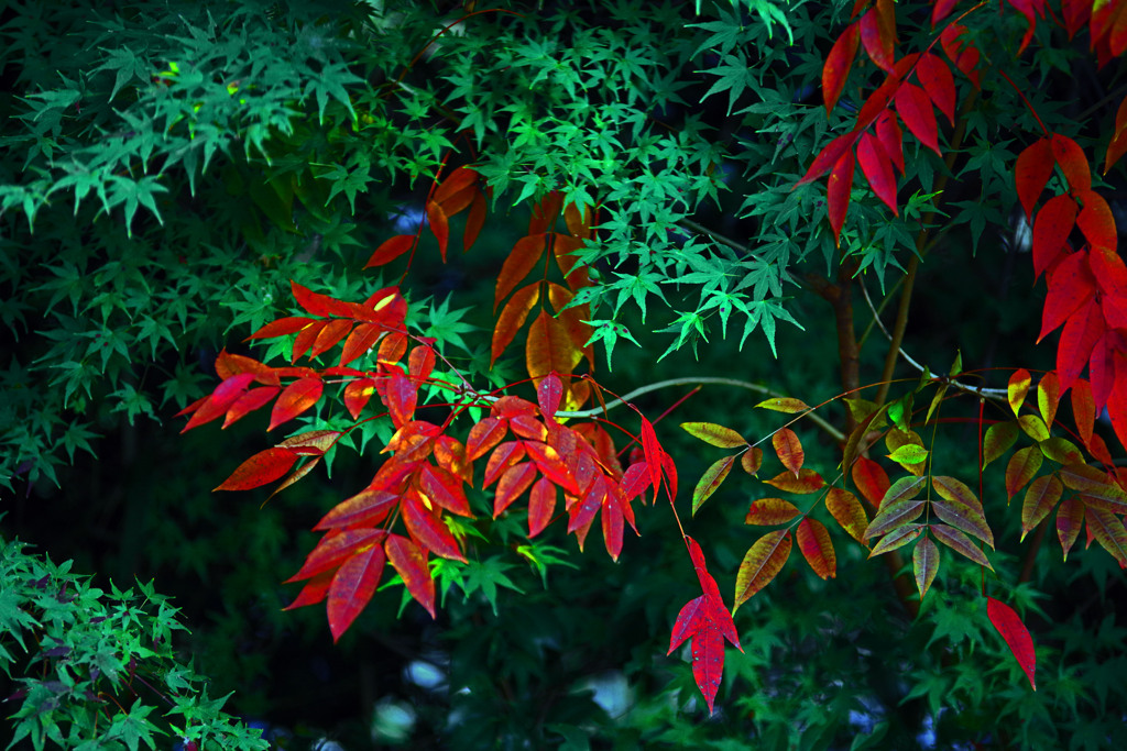 漆紅葉と青紅葉　IMGP0969zz