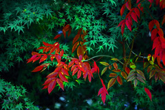 漆紅葉と青紅葉　IMGP0969zz