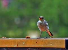 朝の陽　P1650301zz