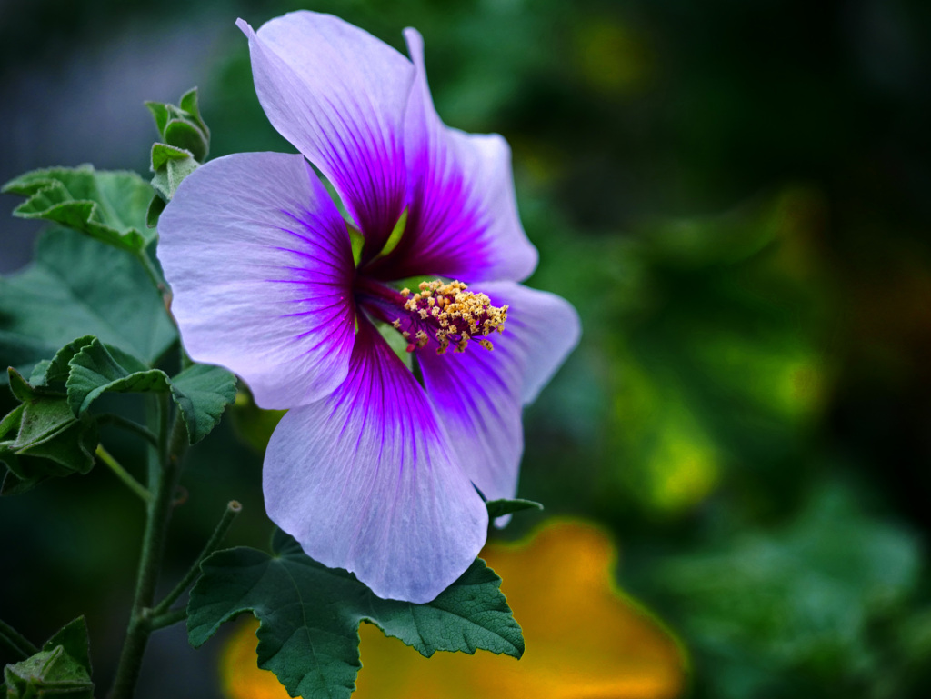 ムクゲ１　P1310458zz