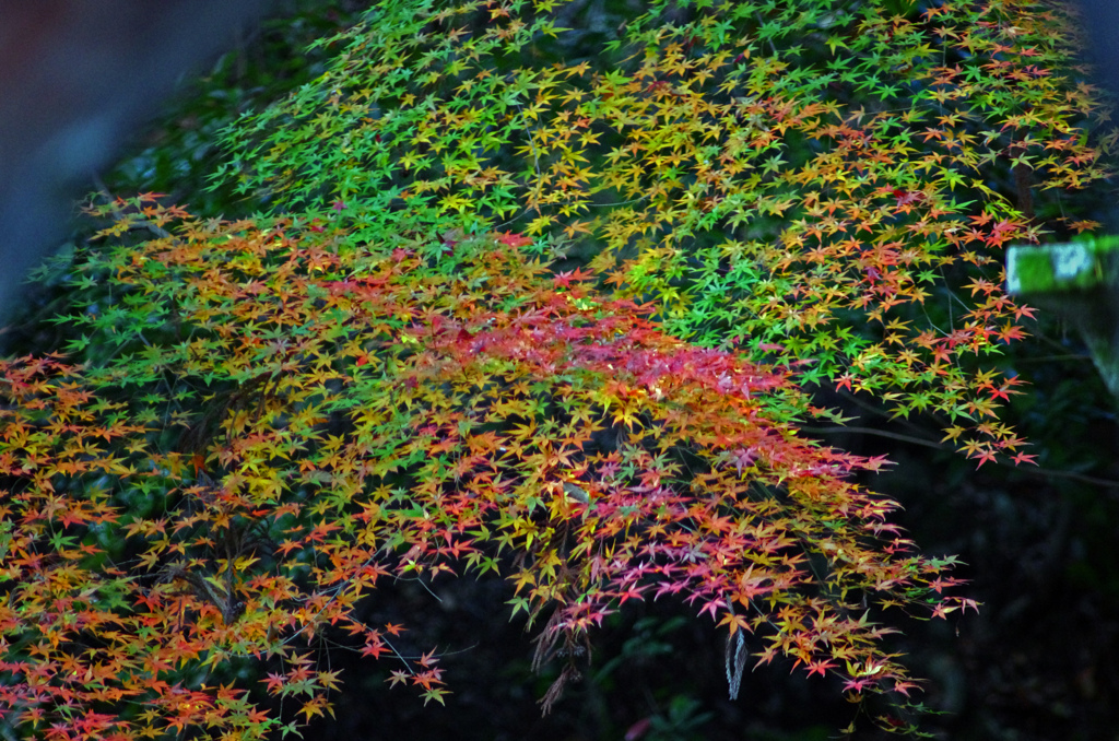 もう少し　IMGP1602zz