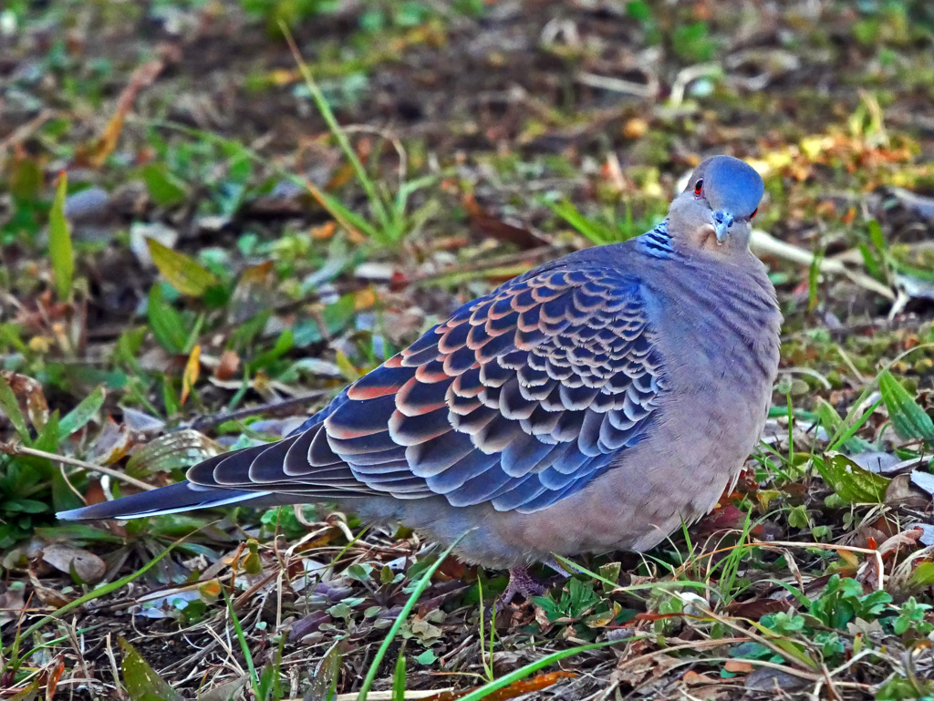カメラ目線　P1070793zz