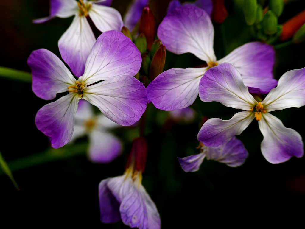 野に咲く花　P1140252zz