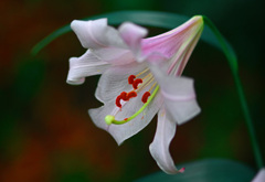薄紅色に　IMGP7374zz