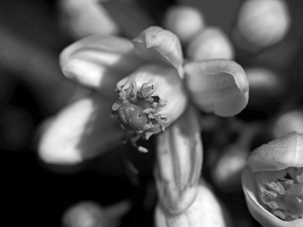 みかんの花　P1200261z