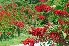 デイゴの花が咲く小径　P1087718zz