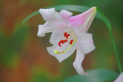歩く姿は百合の花　IMGP7374zz