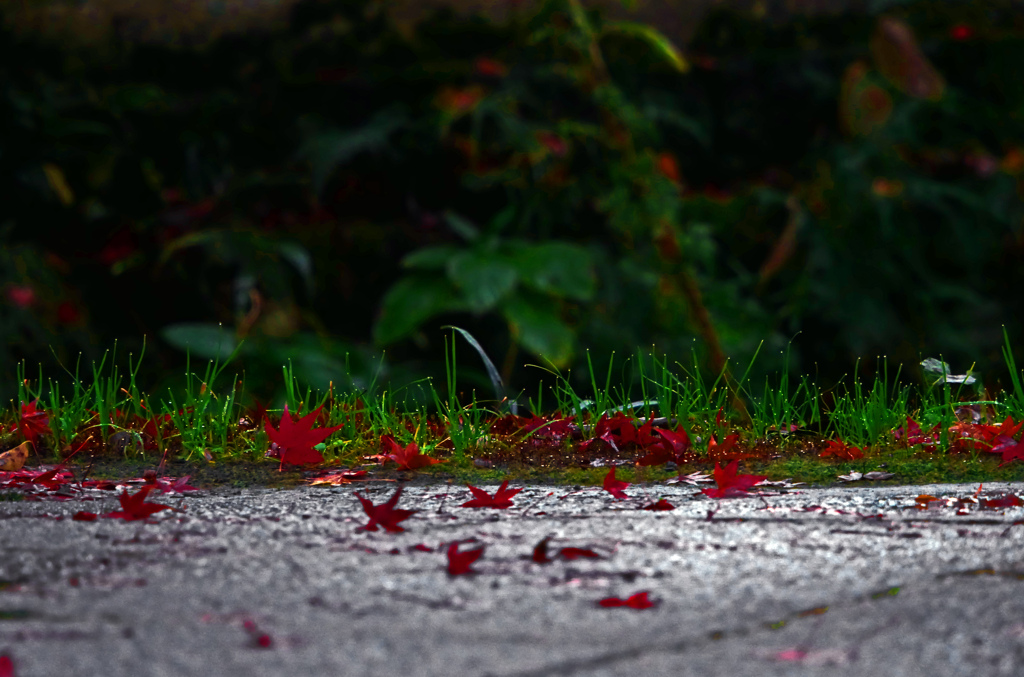 雨が上がった朝　P1800259zz