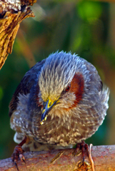 もう満腹　IMGP3538zz