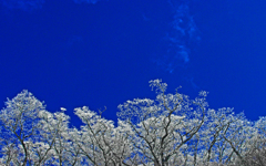 しろがね細工　IMGP0679z