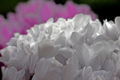 White and pink　IMG0192zz