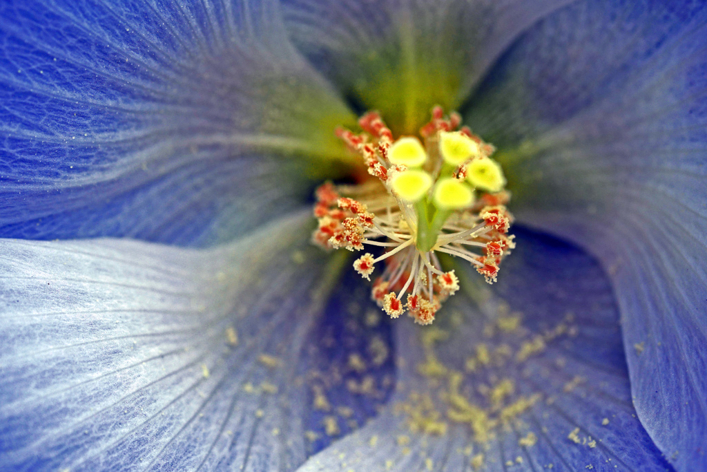 花蕊（かずい） P1250415zz by 秘魔人 （ID：11990232） - 写真