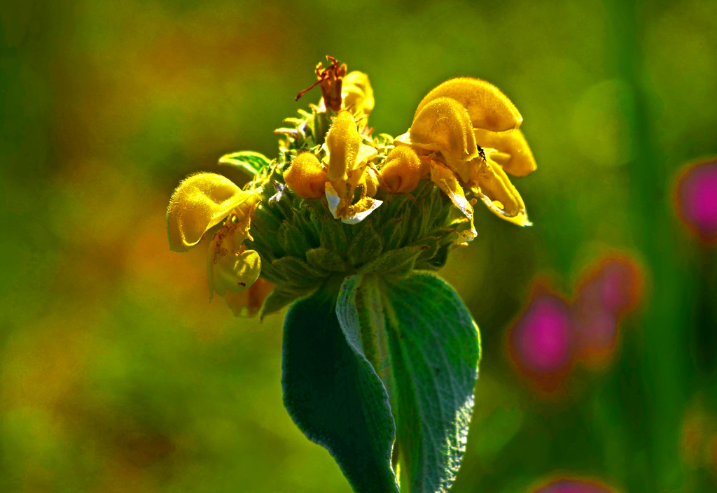 黄色いセージ　P1530569zz