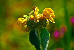 黄色いセージ　P1530569zz