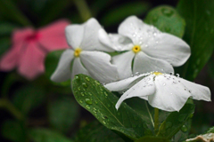 雨後の花びらは宝石箱　P1043344zz