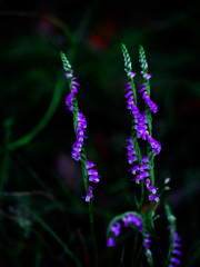 Purple tornado　P1310732zz