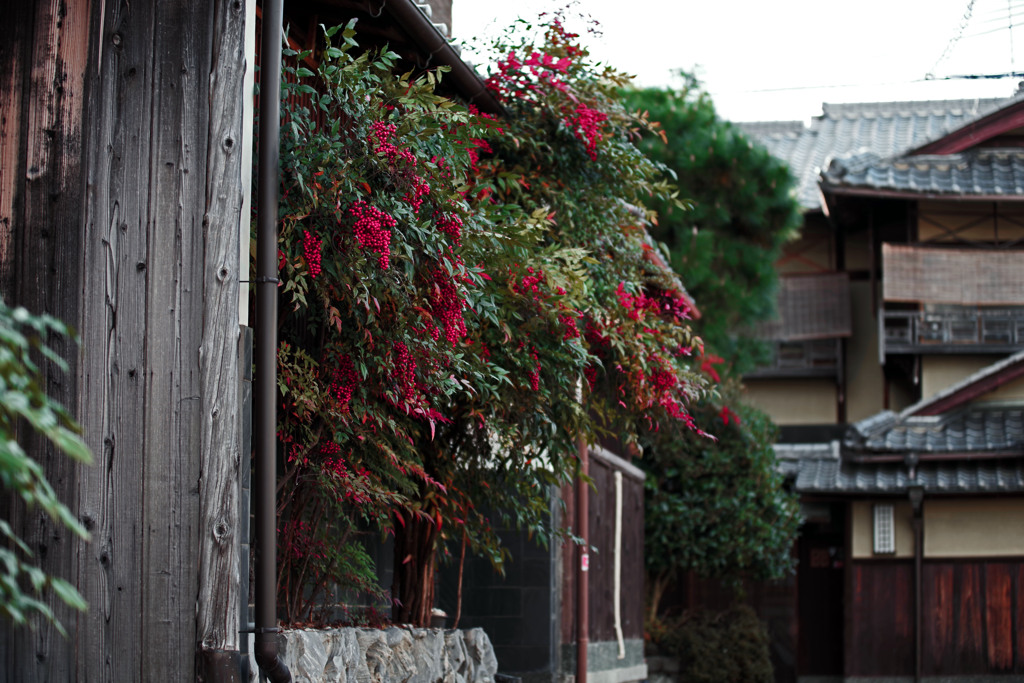 祇園宮川町界隈　IMGP0125zz