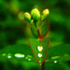 雨あがる　P1230618zz