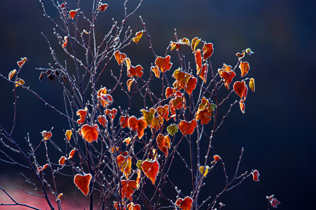 凍てつく朝の光　IMGP0367zz