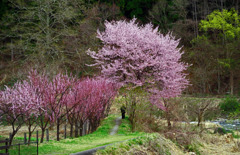 桜の小径　IMGP2946zz