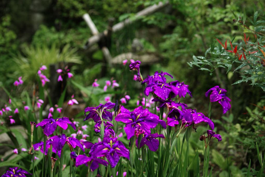花菖蒲咲く　IMGP7950zz