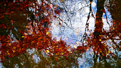 秋を映して　P1125012zz