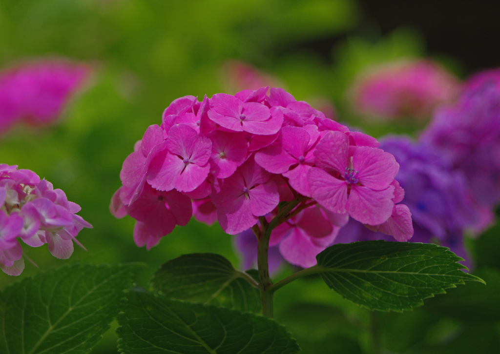 紅い紫陽花　IMG1457zz