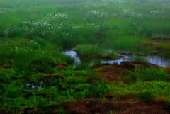 ワタスゲ咲く池塘　IMGP7293zz