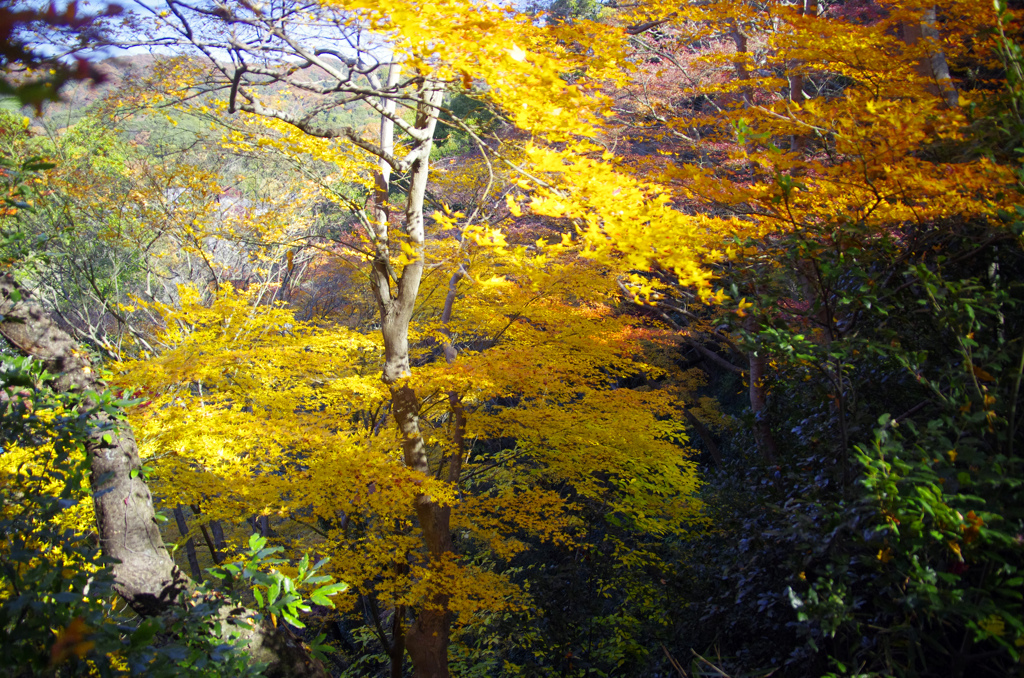 師走の紅葉狩り　_IGP4233zz