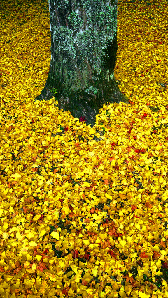 落葉の季節Ⅲ　P1125014zz