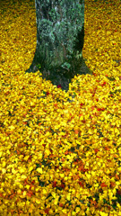 落葉の季節Ⅲ　P1125014zz