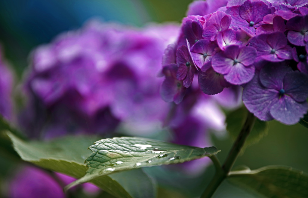 雨上り　IMGP8355zz