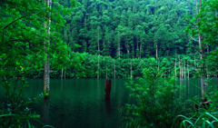 深緑の森と水面　IMGP0558zz