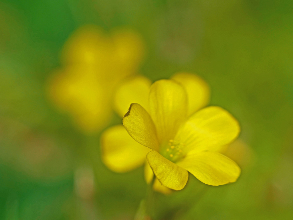 野に咲く名も知らぬ花　P1160866z